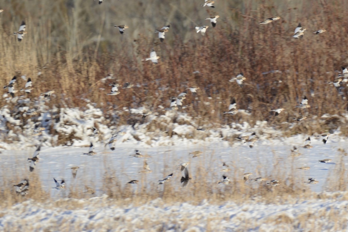 Lapland Longspur - Monica Siebert