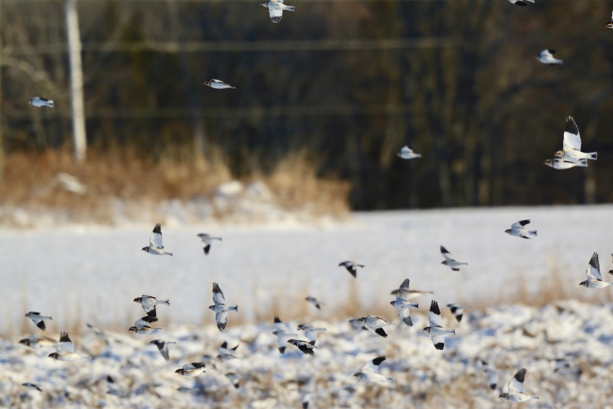 Snow Bunting - ML191087571