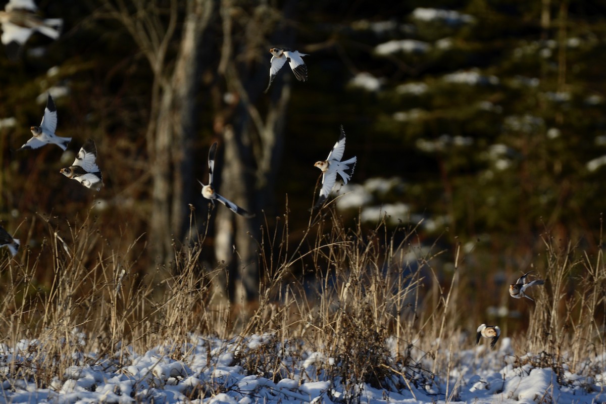 Snow Bunting - ML191087581