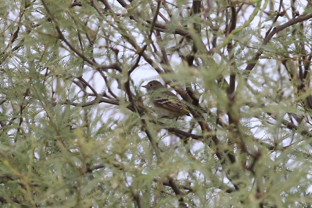 kortnebbelenia - ML191087881