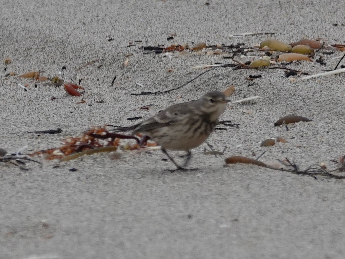 American Pipit - ML191088761
