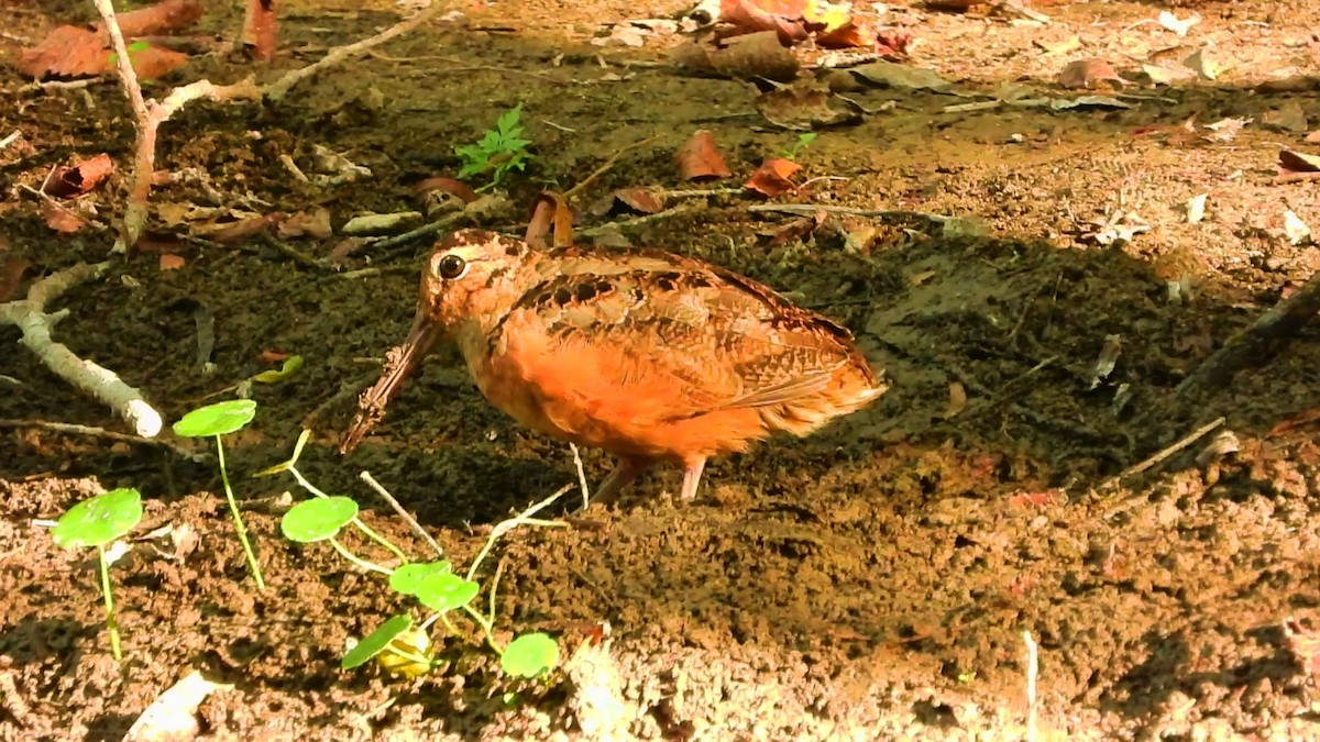 American Woodcock - Pat O'Neil