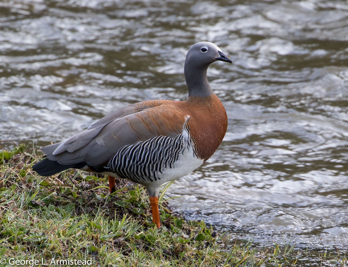 Ashy-headed Goose - George Armistead | Hillstar Nature