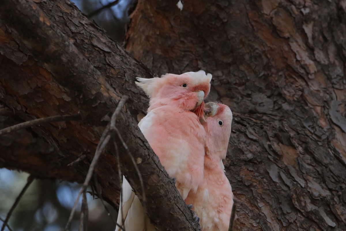 Pink Cockatoo - Chitra Shanker