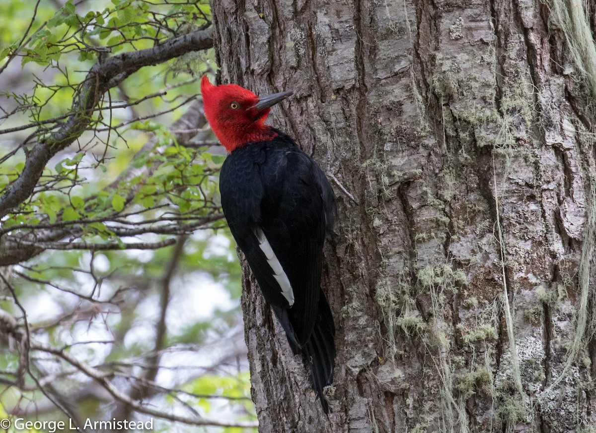 Magellanic Woodpecker - George Armistead | Hillstar Nature