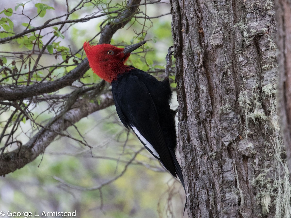 Magellanic Woodpecker - George Armistead | Hillstar Nature
