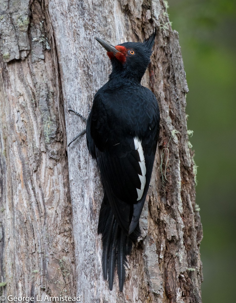 Magellanic Woodpecker - George Armistead | Hillstar Nature