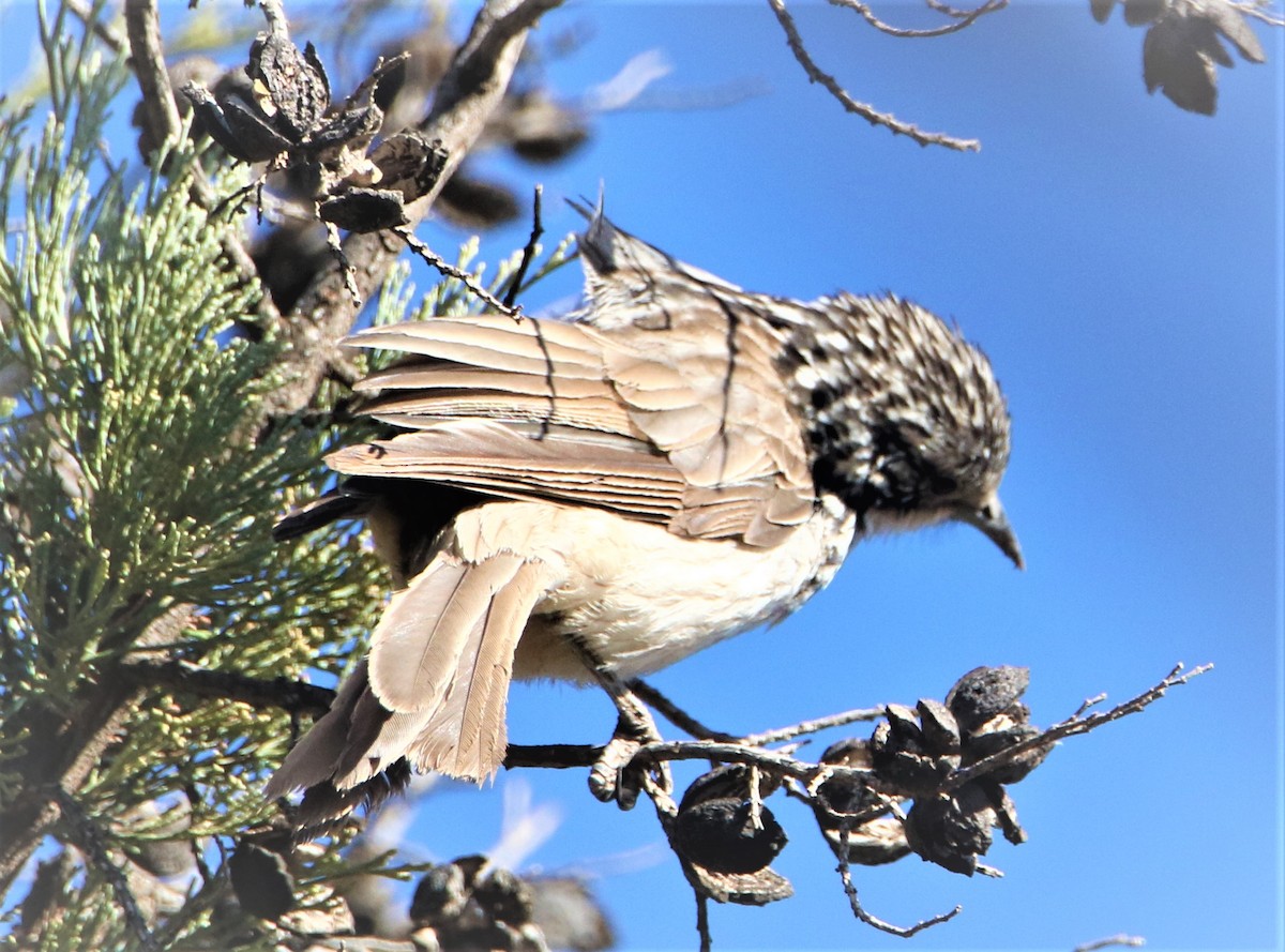 Striped Honeyeater - ML191090871