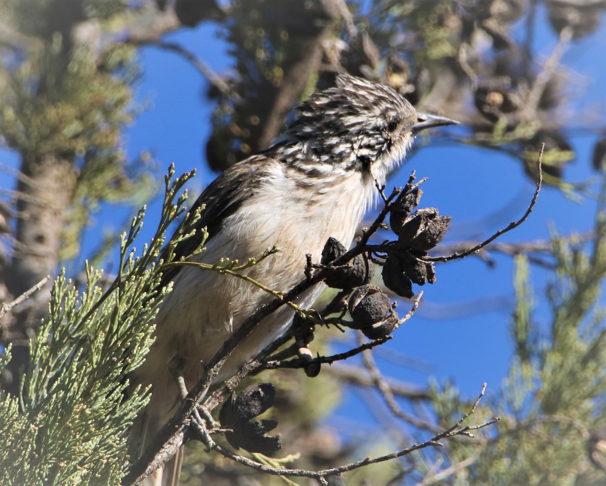 Striped Honeyeater - Chitra Shanker