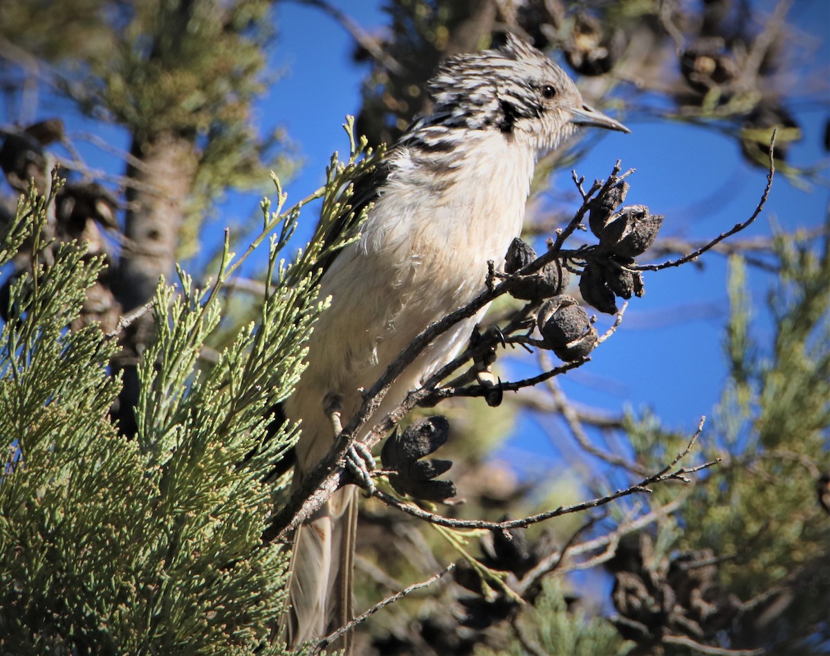 Striped Honeyeater - Chitra Shanker