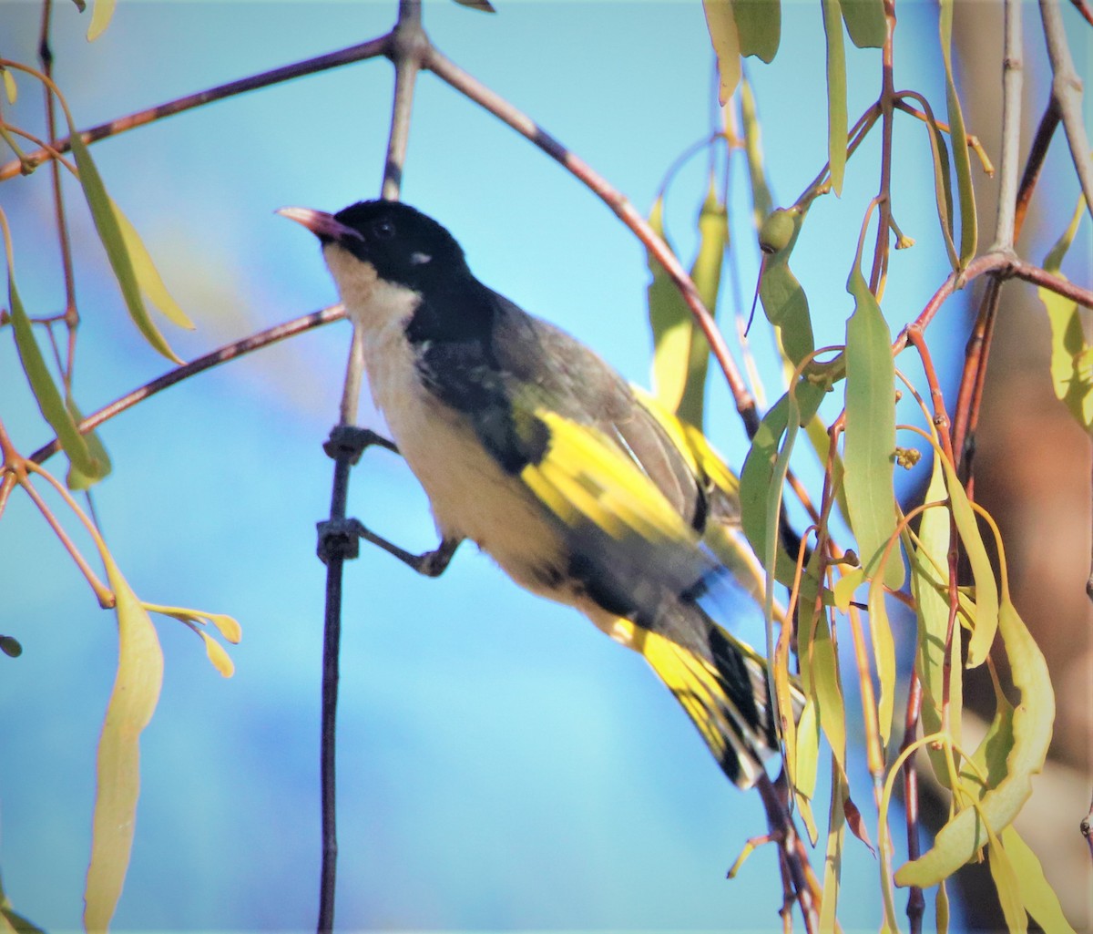 Painted Honeyeater - ML191091061