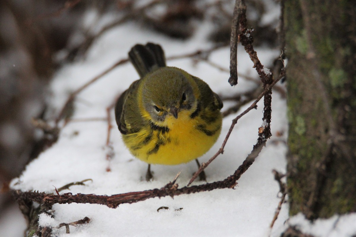 Prairie Warbler - Patrick Sysiong