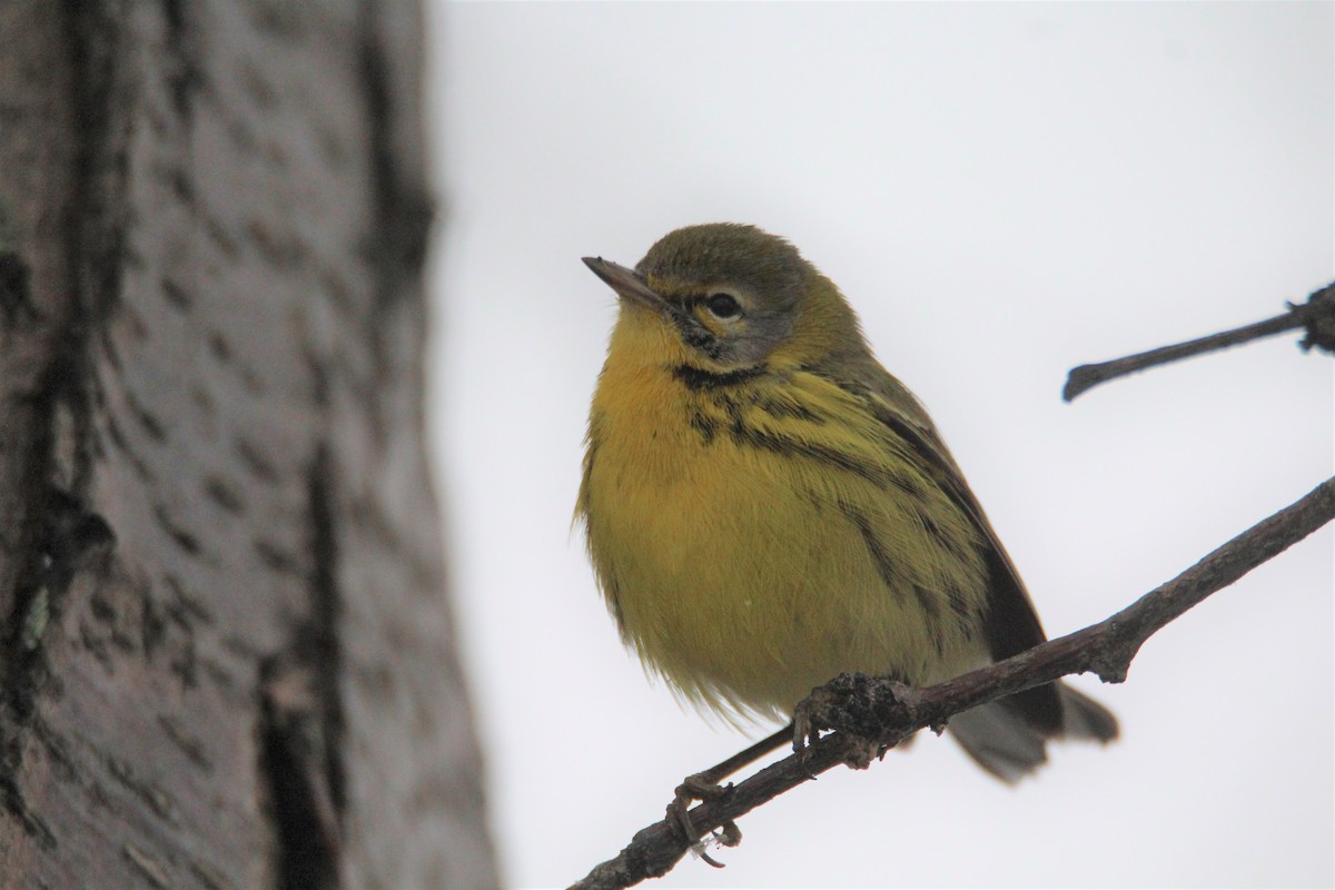 Prairie Warbler - Patrick Sysiong