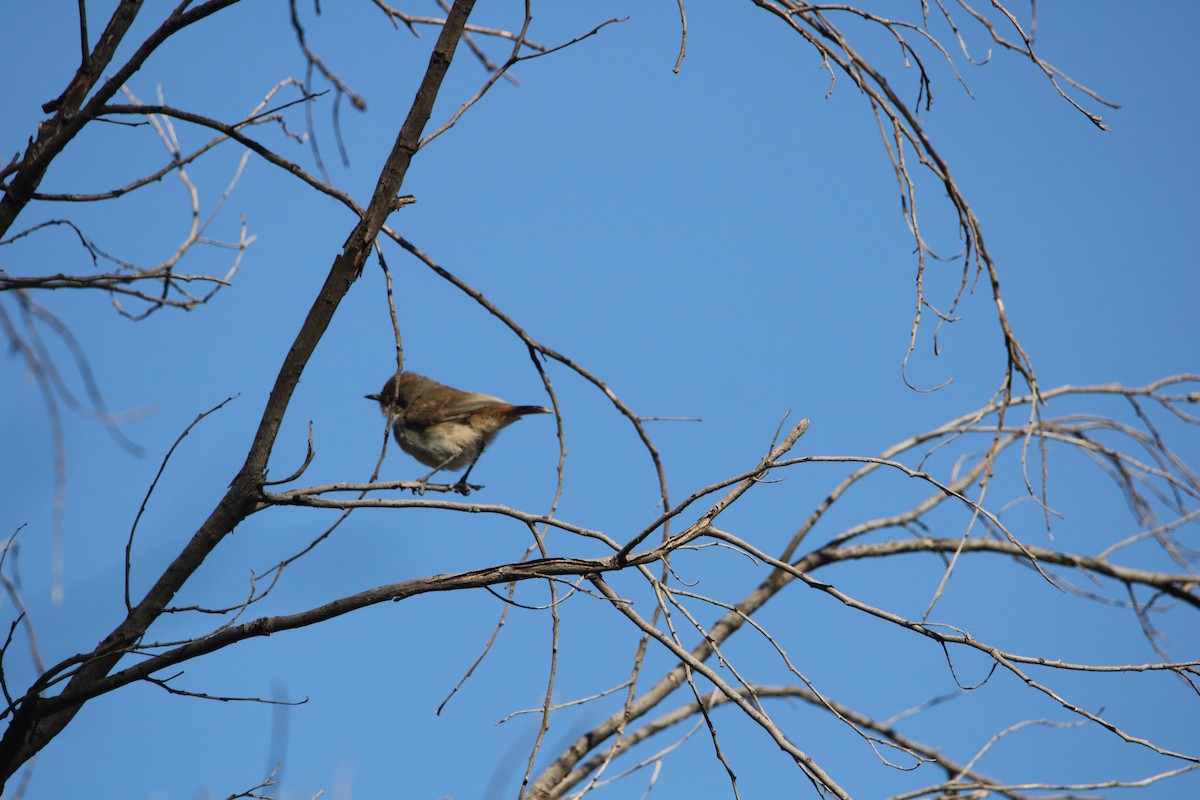 Chestnut-rumped Thornbill - Chitra Shanker