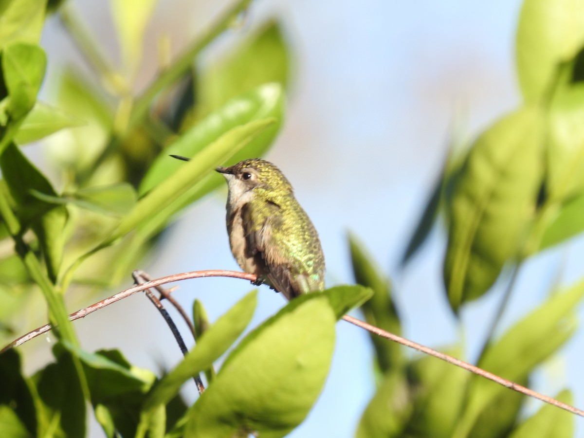 Ruby-throated Hummingbird - danny dobbs