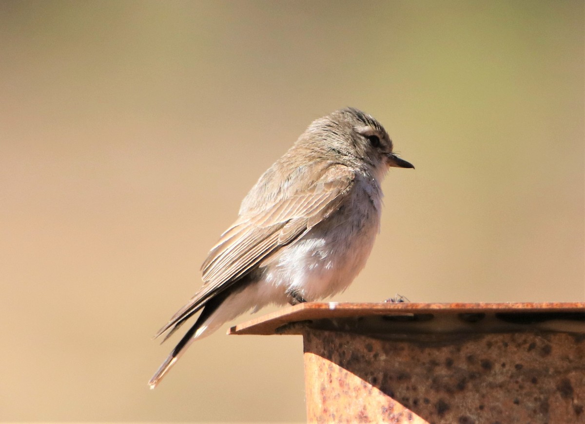 Petroica Fascinante - ML191091551