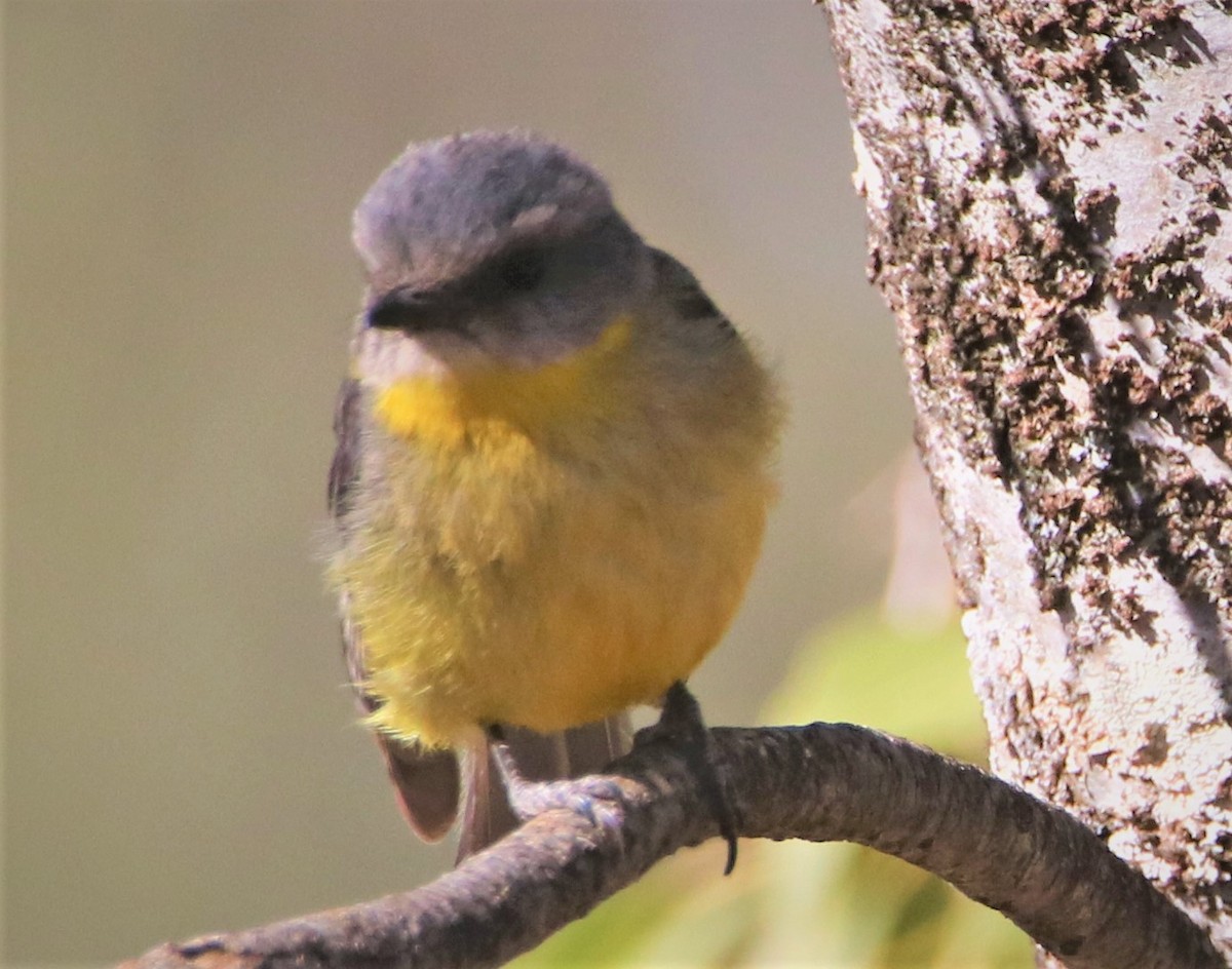 Eastern Yellow Robin - Chitra Shanker