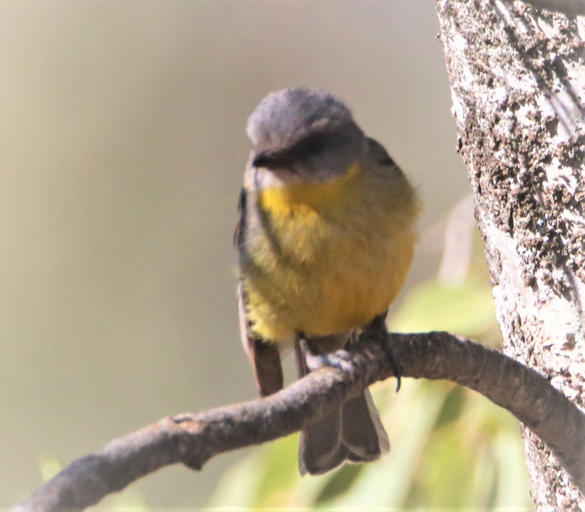 Eastern Yellow Robin - ML191092071