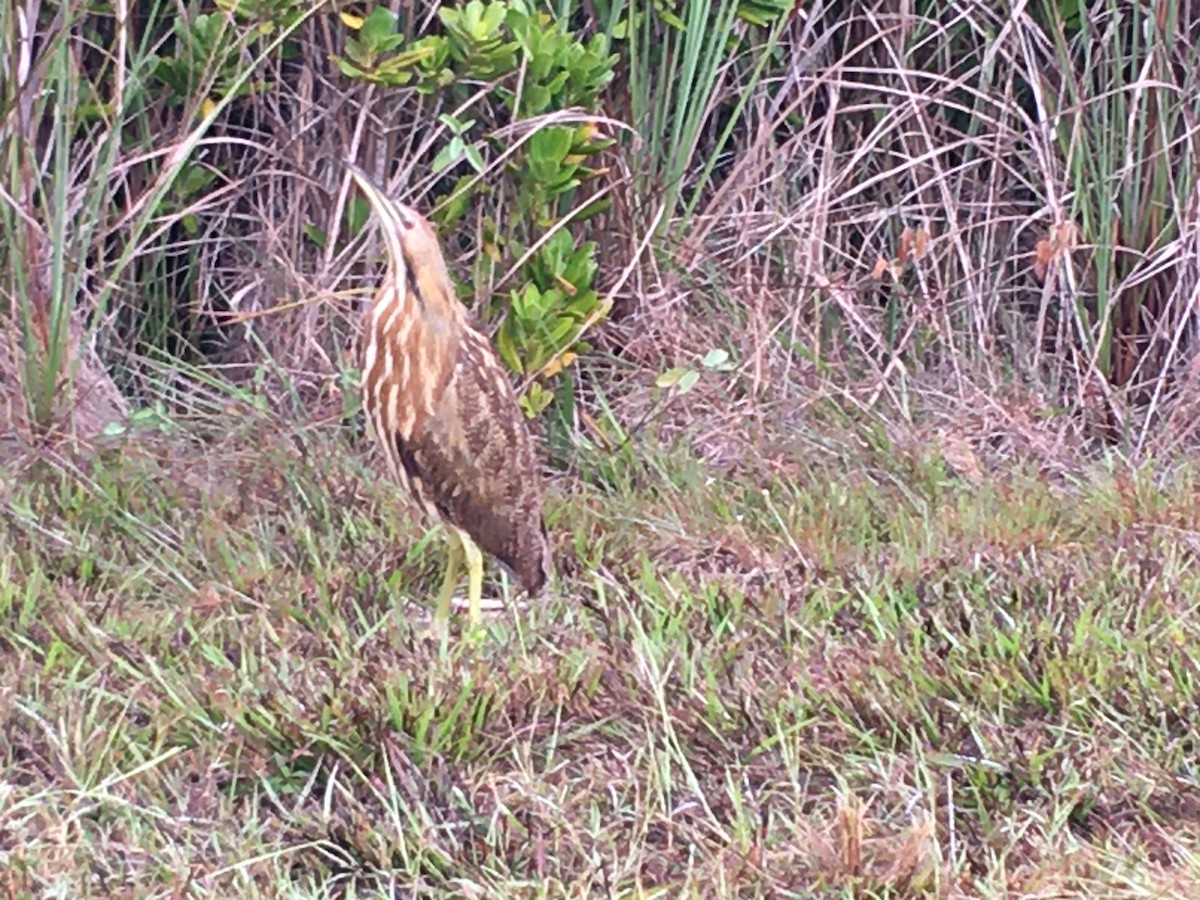 American Bittern - ML191092361