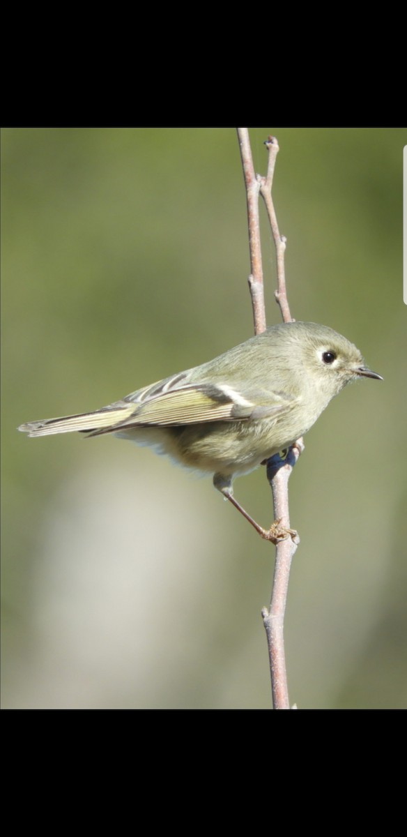 Ruby-crowned Kinglet - ML191092601