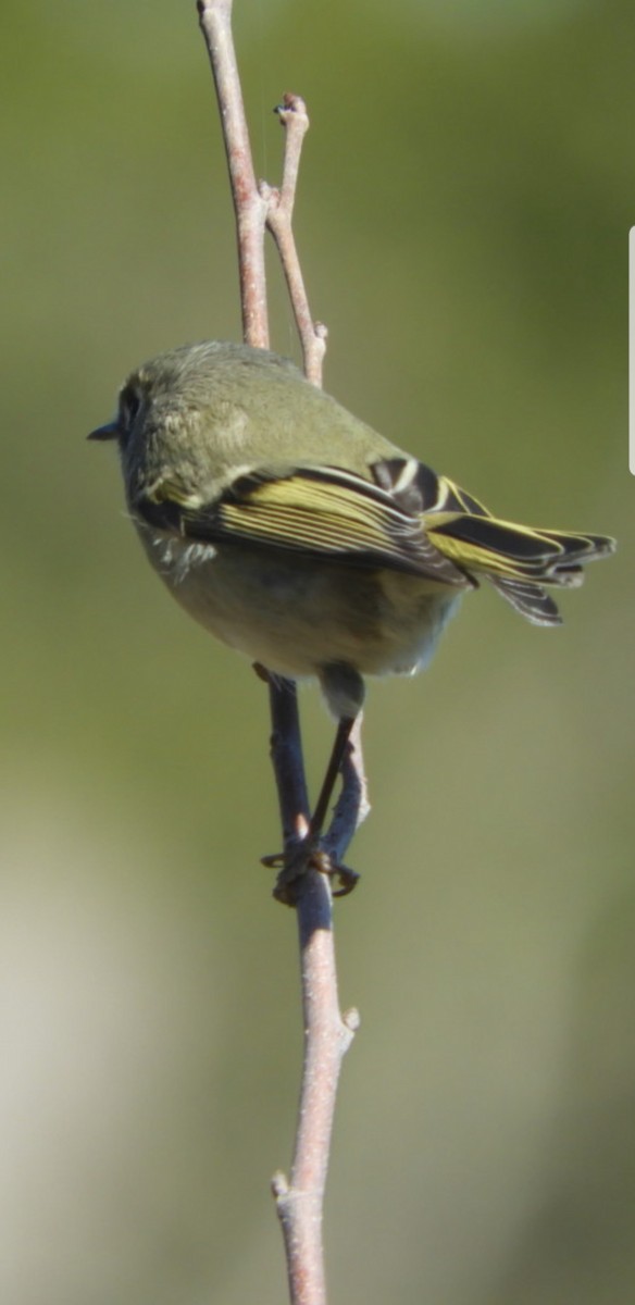 Ruby-crowned Kinglet - ML191092891