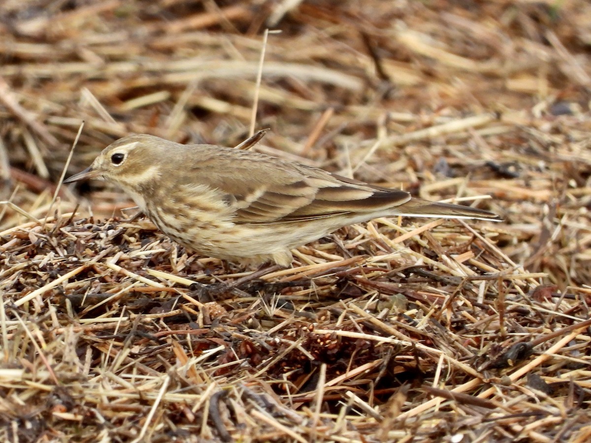 American Pipit - George Folsom