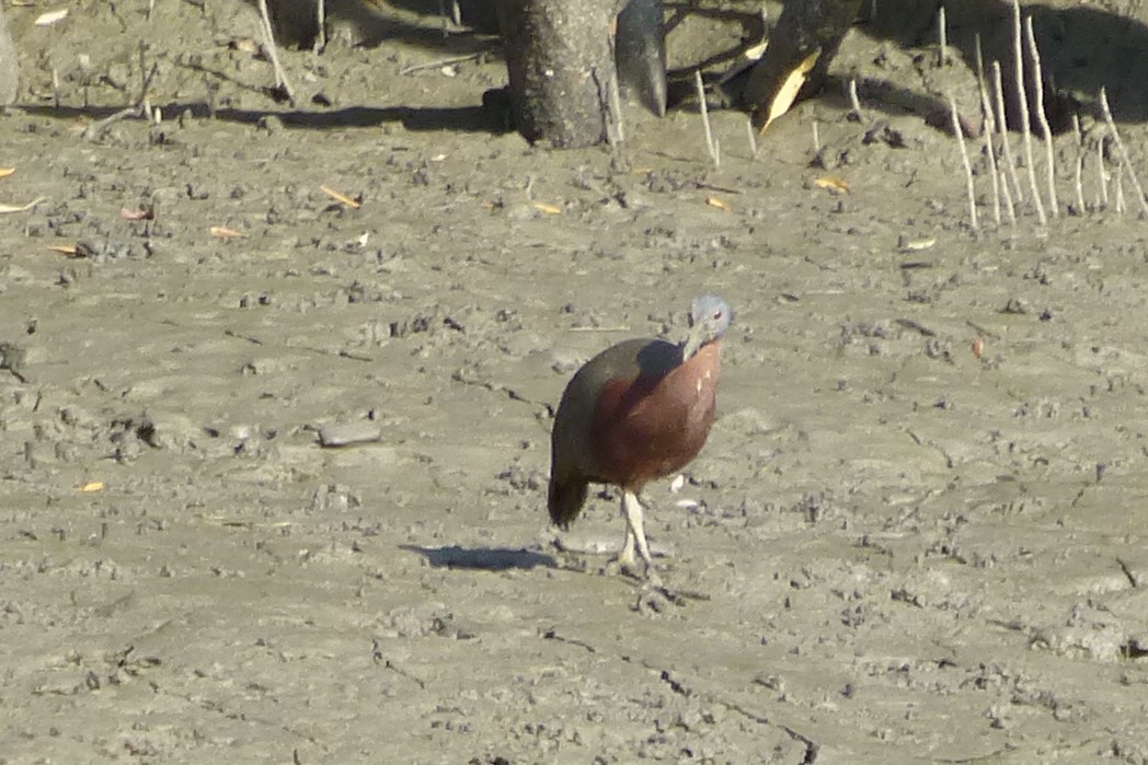 Chestnut Rail - ML191095071