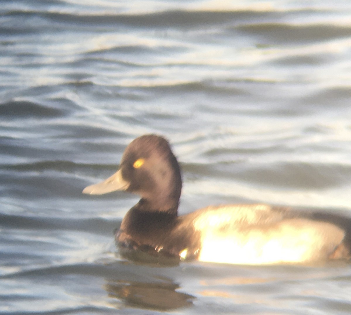 Lesser Scaup - ML191095531