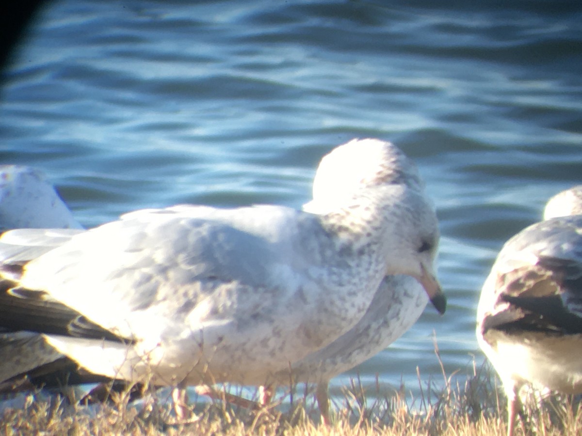 Ring-billed Gull - ML191095621