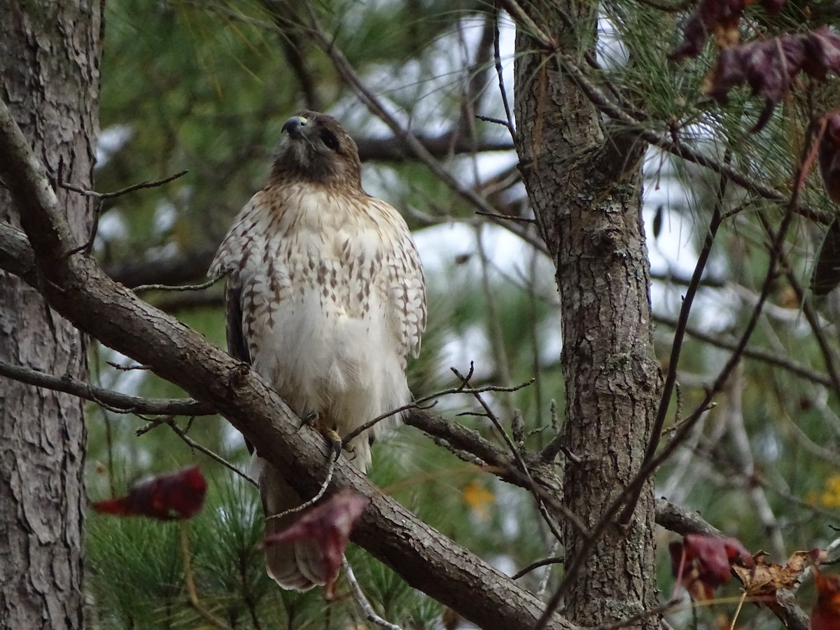 Red-tailed Hawk - ML191096851