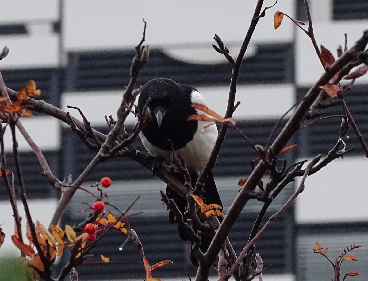 Eurasian Magpie (Eurasian) - ML191097661