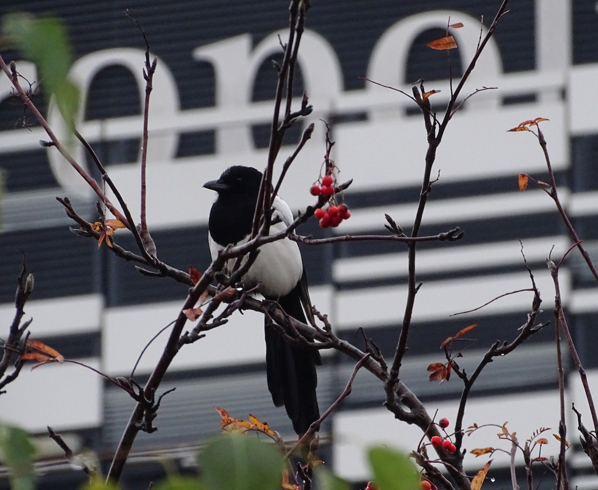 Eurasian Magpie (Eurasian) - ML191097681