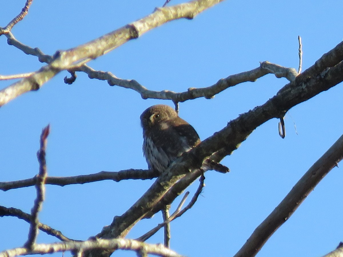 Northern Pygmy-Owl - ML191099311