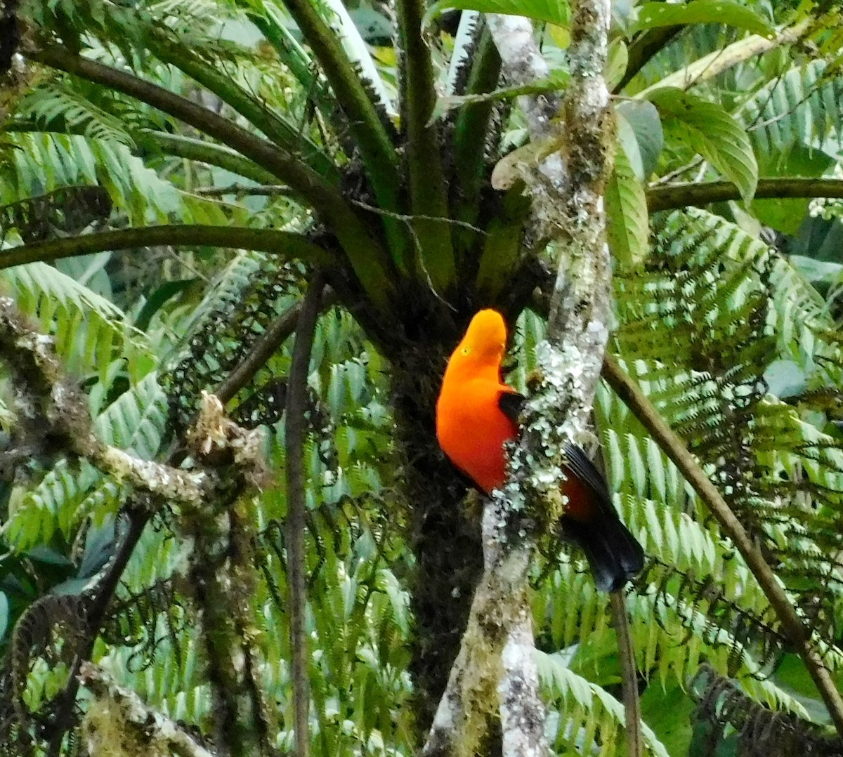 Andean Cock-of-the-rock - ML191100511