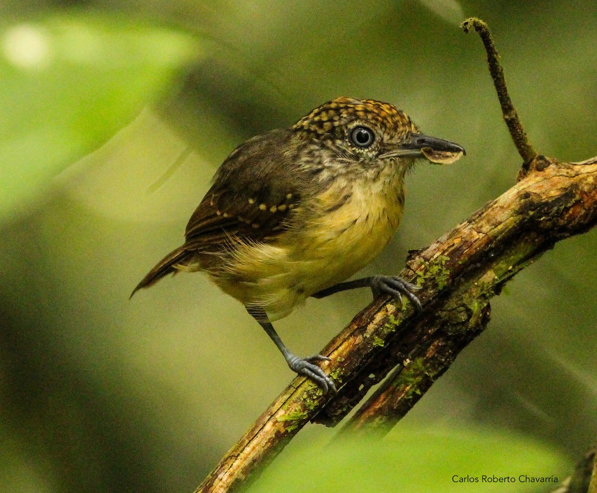 Spot-crowned Antvireo - ML191103261