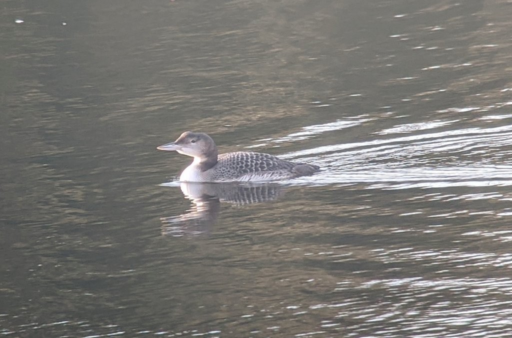 Common Loon - ML191104721