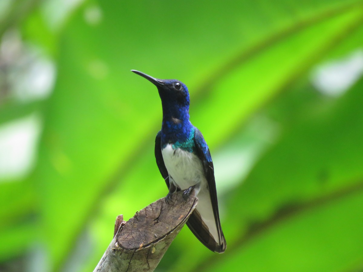 White-necked Jacobin - ML191105251