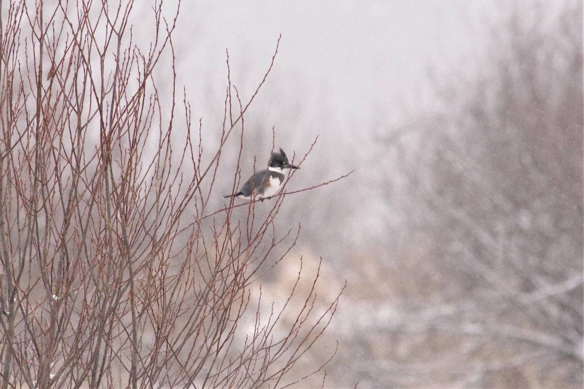 Belted Kingfisher - ML191107251