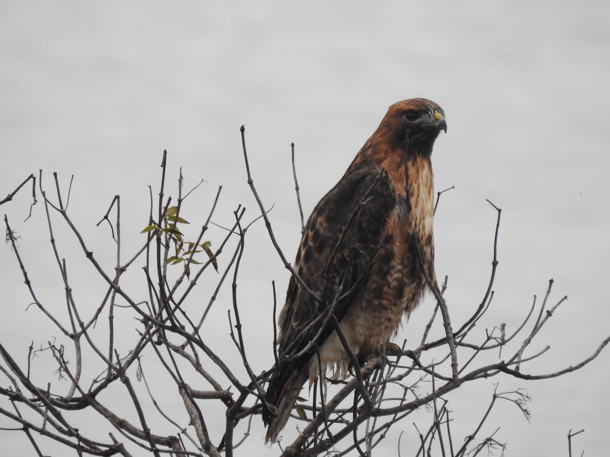 Red-tailed Hawk - ML191107971
