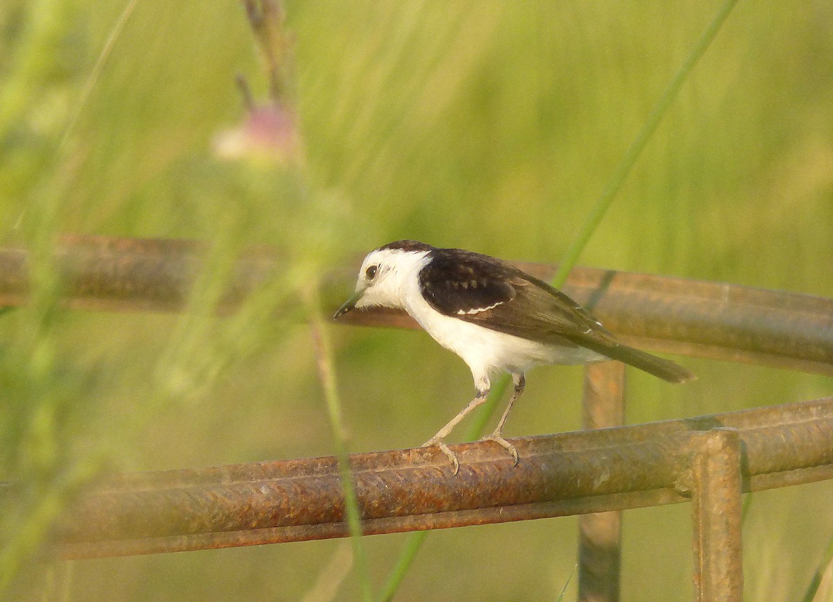Black-backed Water-Tyrant - ML191108651