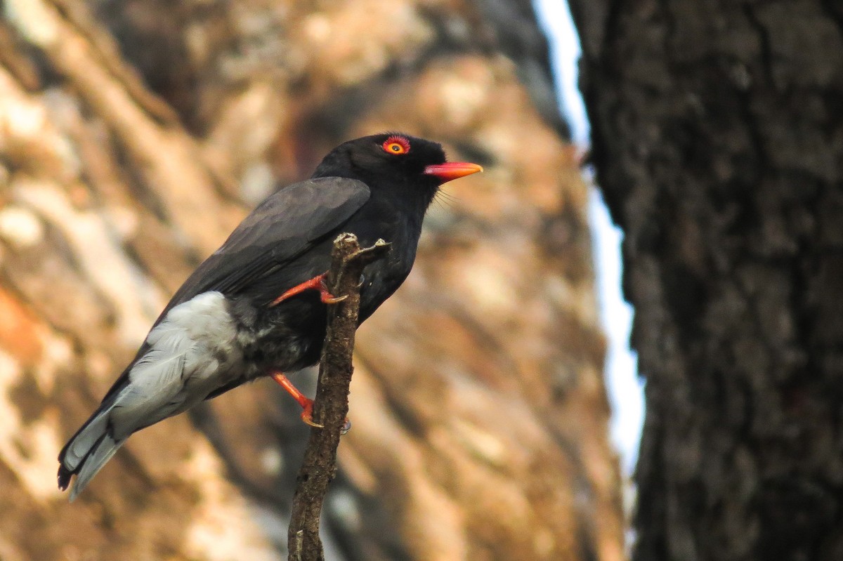 Retz's Helmetshrike - Rei Segali