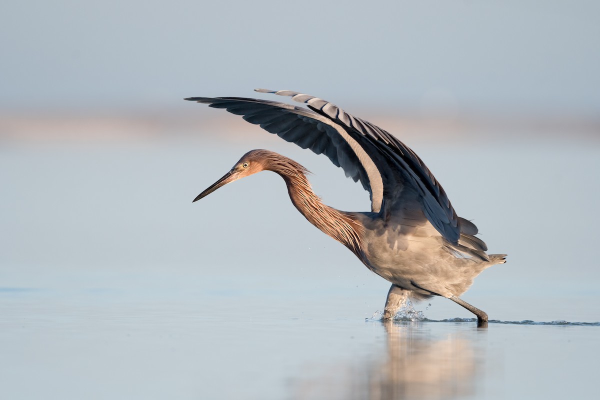 Reddish Egret - Melissa James