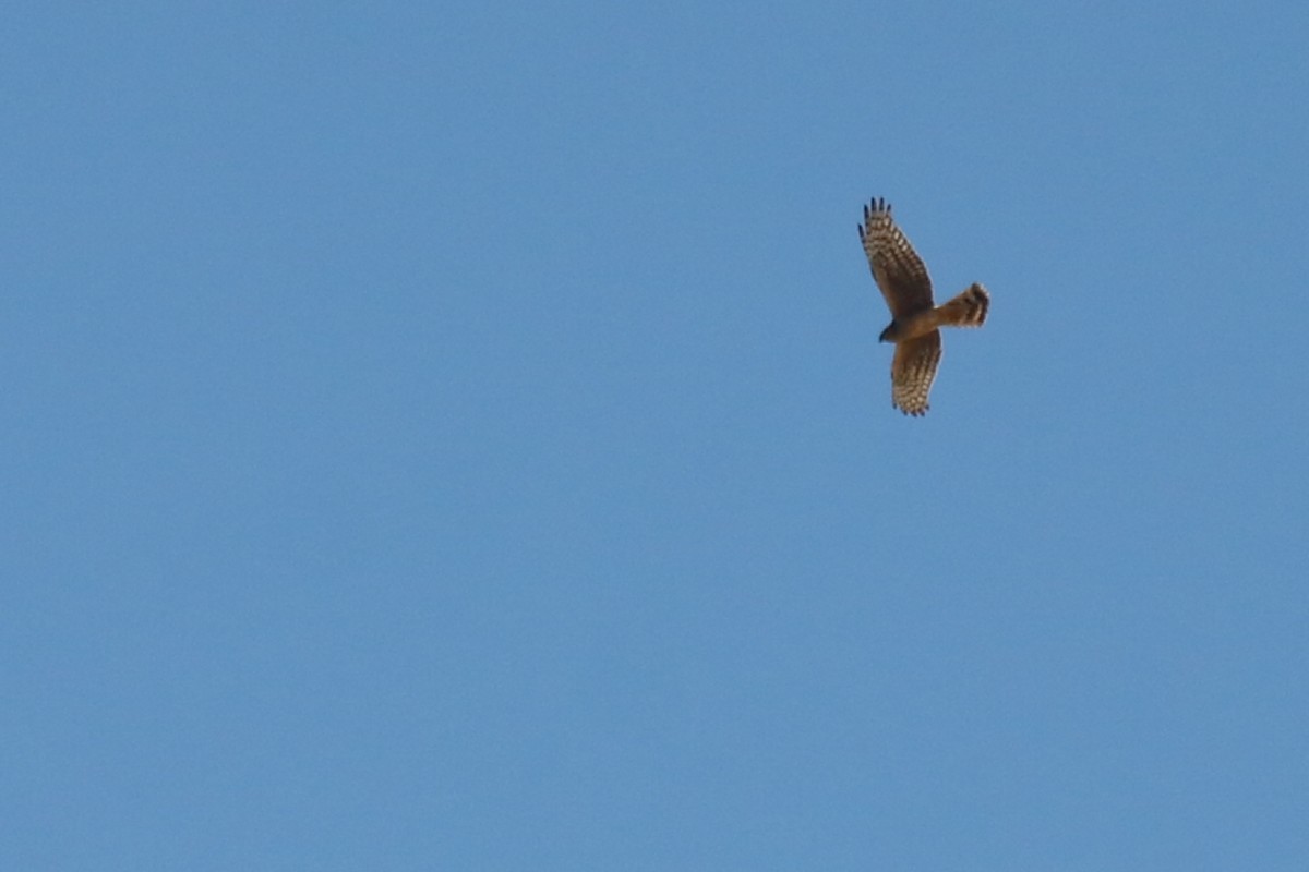 Aguilucho Pálido - ML191112181