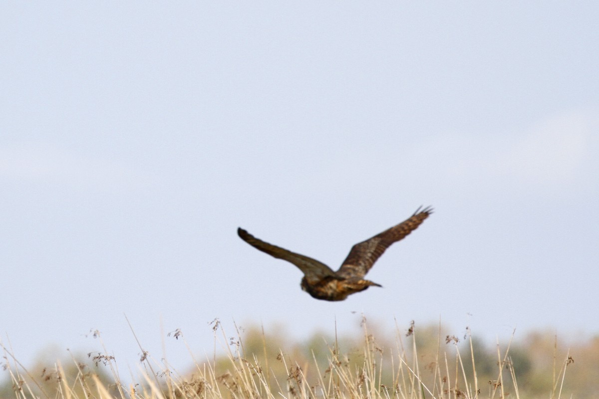 Great Horned Owl - ML191112231