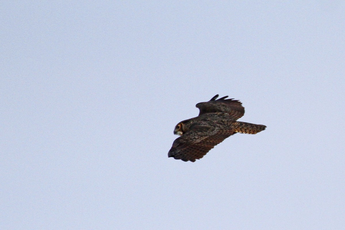 Great Horned Owl - Connie Guillory