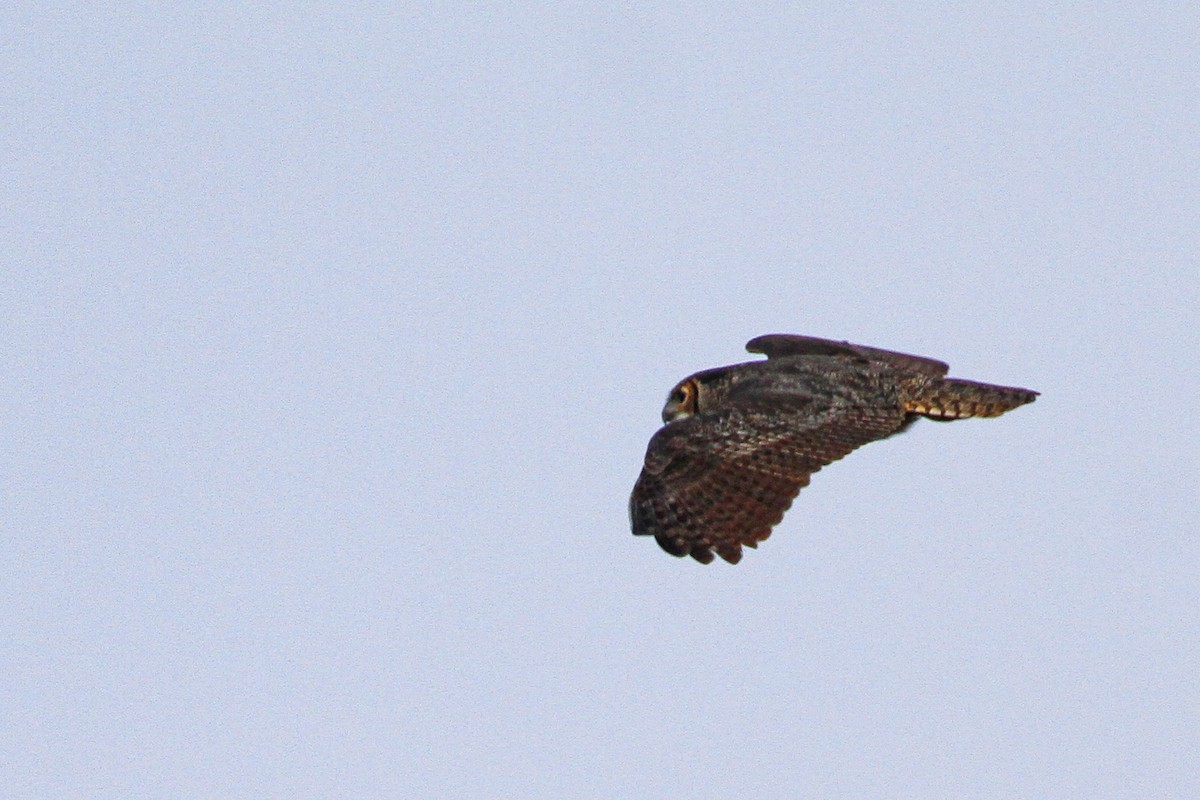 Great Horned Owl - Connie Guillory