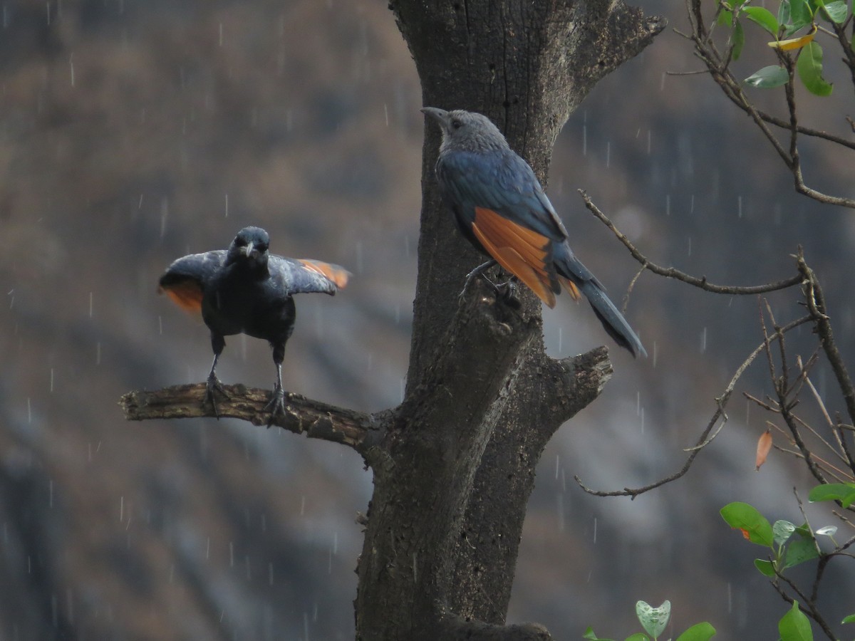 Red-winged Starling - ML191118011