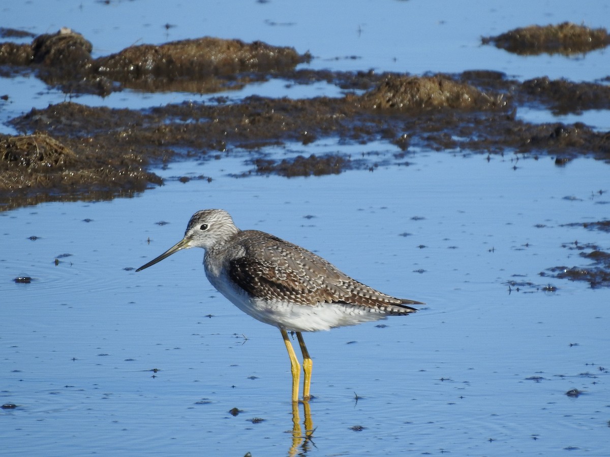 Greater Yellowlegs - ML191118481