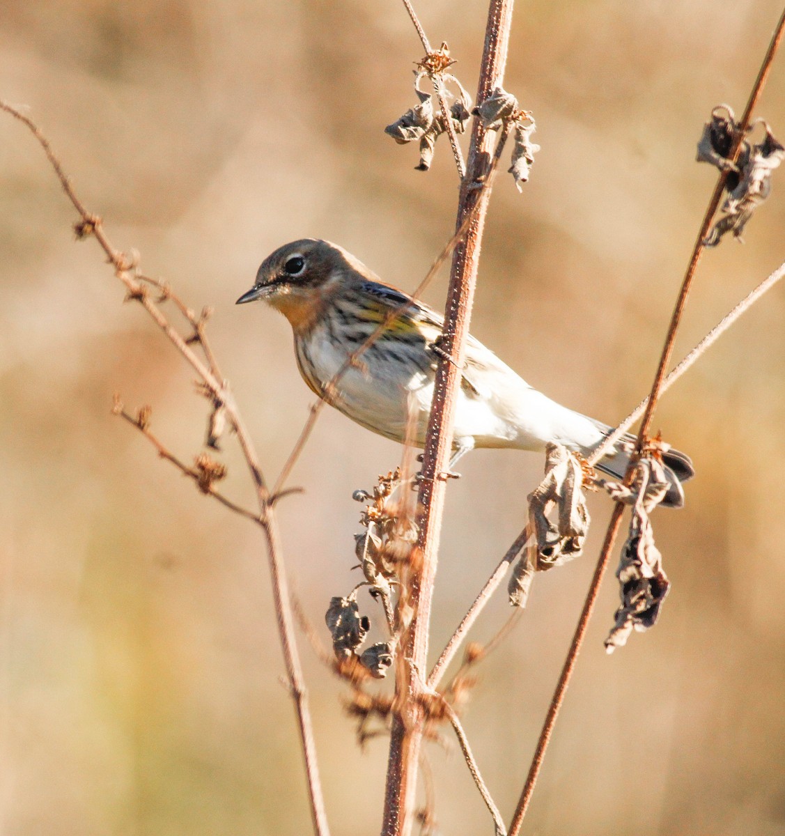 Yellow-rumped Warbler (Audubon's) - ML191119341