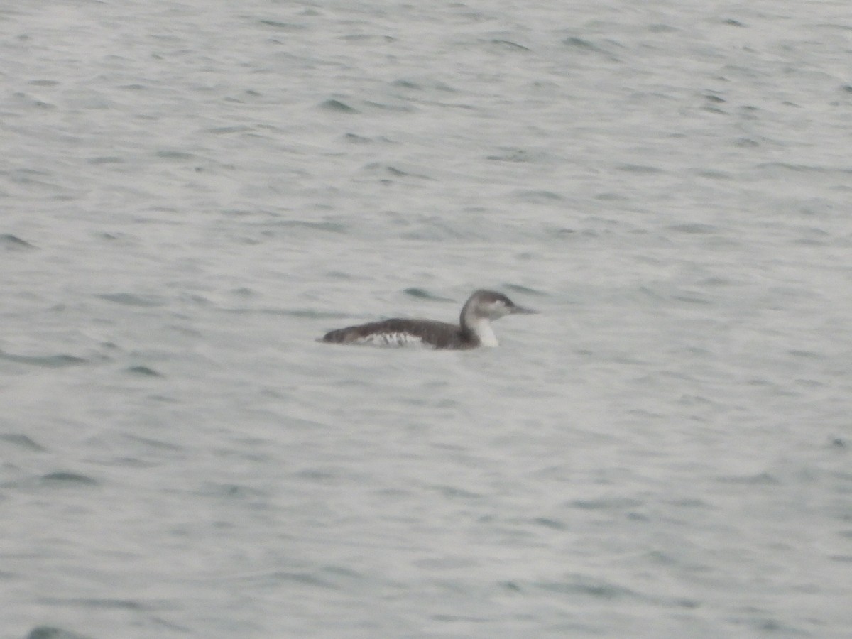 Red-throated Loon - ML191119561